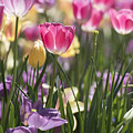 Pretty in Pink Tulips